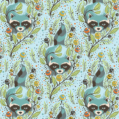 Acacia Raccoon Sky - Remnant  42 cm